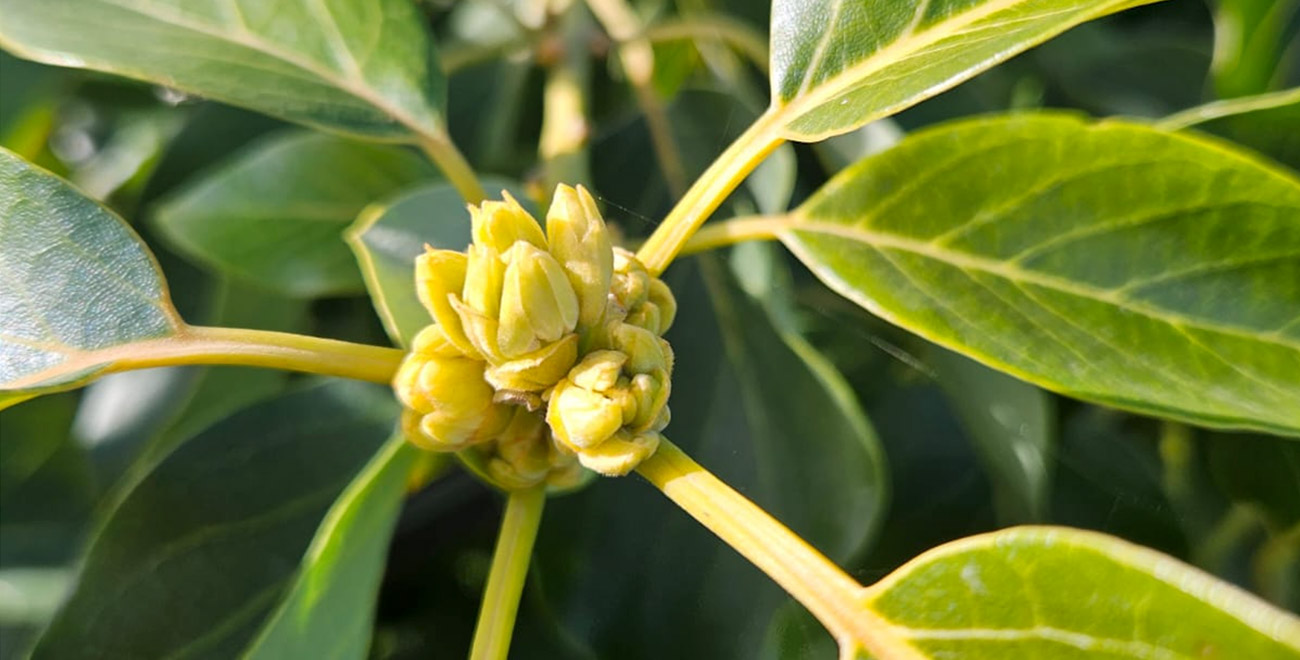 agricoltura-rigenerativa-chiaro